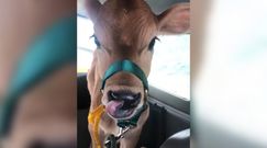 Krowa w samolocie. Nietypowa pasażerka lotu