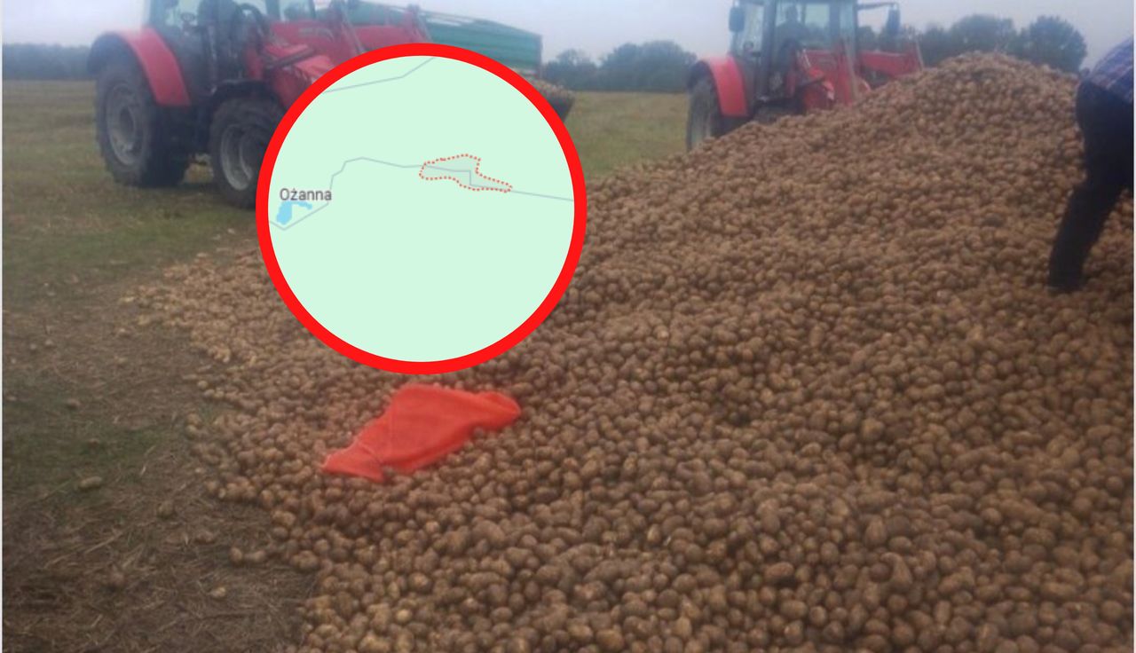 Wywieźli 150 ton ziemniaków. Oszacował straty. Spora kwota