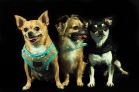 Małe rasy psów – nazwy i charakterystyka, do mieszkania