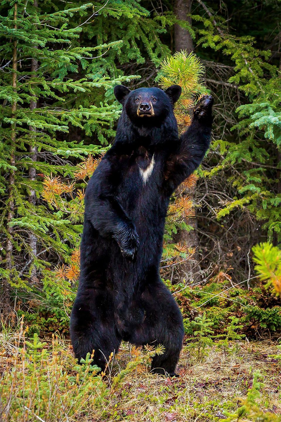 Najzabawniejsze zdjęcia finalistów The Comedy Wildlife Photography Awards 2017 32