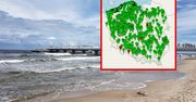 Zakaz kąpieli w Bałtyku. Przez sinice zamknięto kolejne plaże