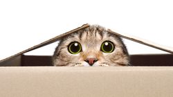 Naukowcy stworzyli szczepionkę, która może powstrzymać uczulenie "na koty"'. 