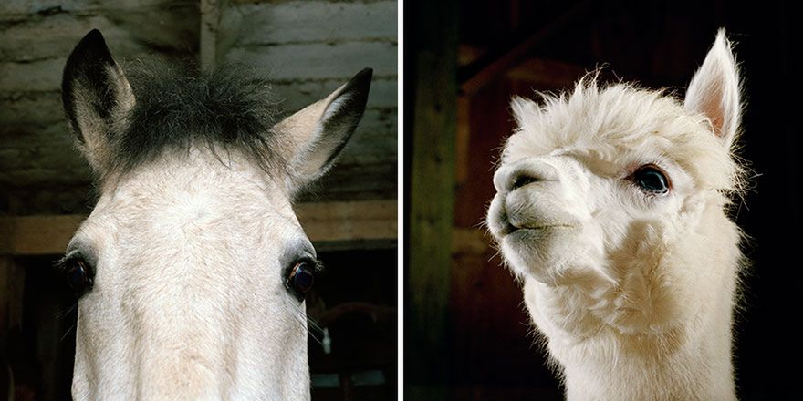Stary MacInnis farmę miał, czyli piękne zdjęcia zwierząt hodowlanych 8