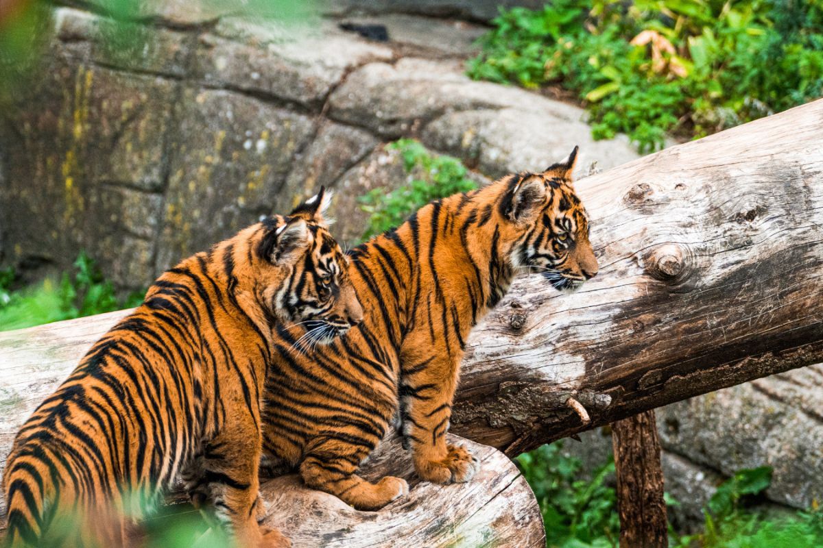 Kontrowersyjna inicjatywa zoo w Danii. Zwierzęta domowe karmą dla drapieżników