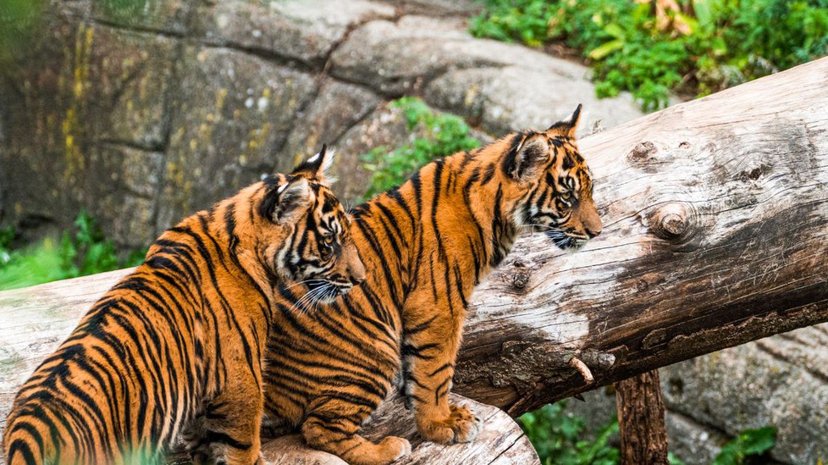 Kontrowersyjna inicjatywa duńskiego zoo