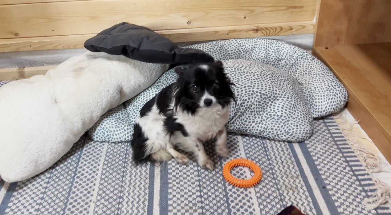 Pudelek Pomaga Pupilom