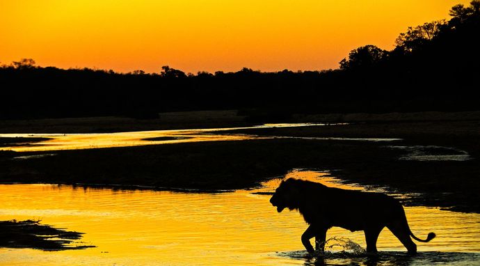 Kraina dzikich zwierząt