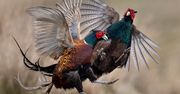 Dynamiczna walka bażantów na zdjęciach. To bezapelacyjny zwiastun ciepłych dni