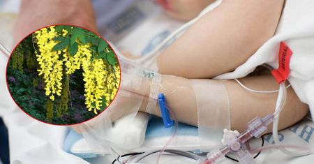 4-latek cudem przeżył. Nasiona tej rośliny są śmiertelnie niebezpieczne