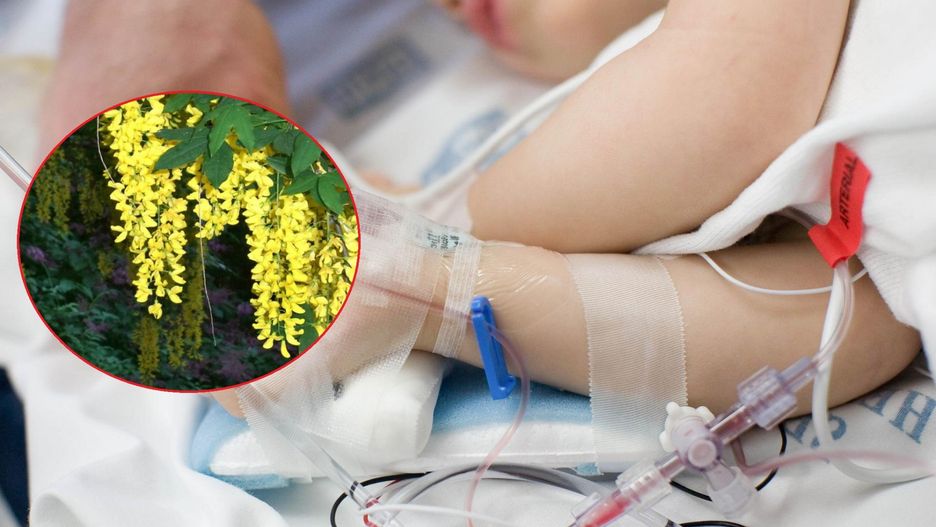 Nasiona tej rośliny są śmiertelnie niebezpieczne