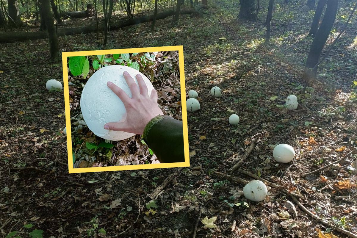 Takich grzybów nie widuje się często. Leśnicy znaleźli "leśne kule do kręgli"