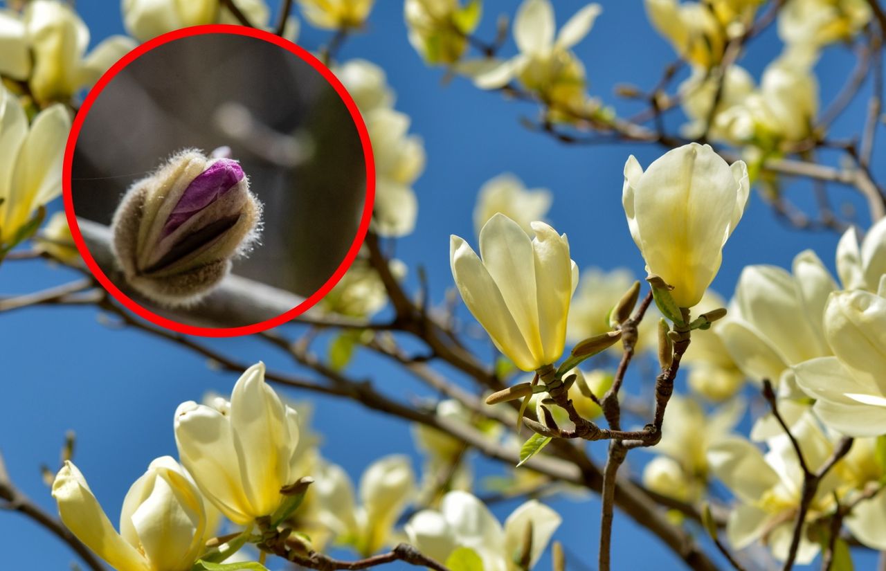 Pąki na magnolii pojawiły się przed zimą? Nie popełnij tego błędu