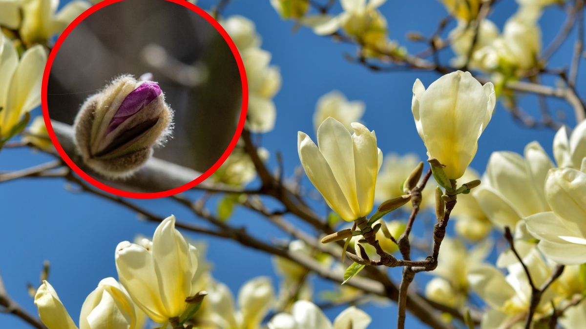 Dlaczego na magnolii jesienią są pąki?