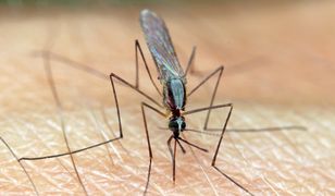 Larwy komarów "wystrzeliwują" własne głowy z ciała, aby złapać zdobycz