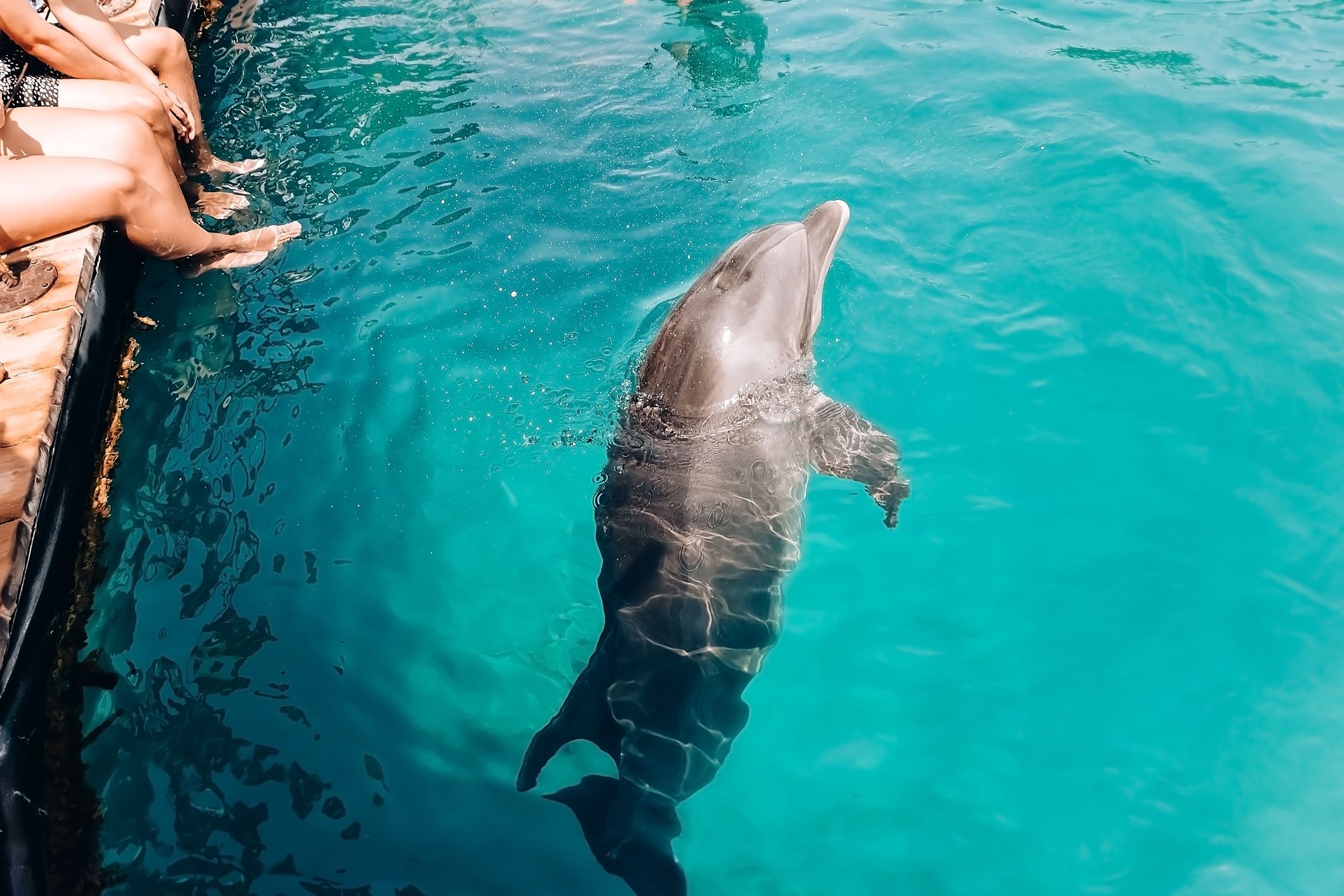 Spotkanie z delfinem w Dolphin Reef 