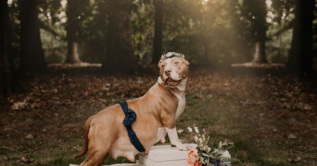 Sesja ciążowa pitbulla? To dziwne i urocze jednocześnie!