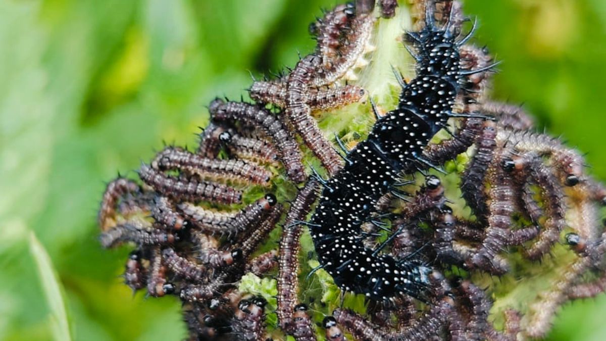 Lasy Państwowe pokazały w mediach społecznościowych duże skupisko pewnych owadów
