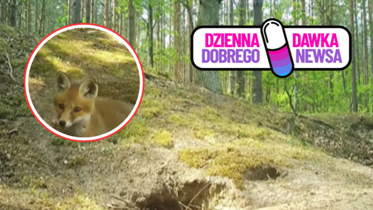 Leśna fotopułapka "przyłapała" uroczych lokatorów