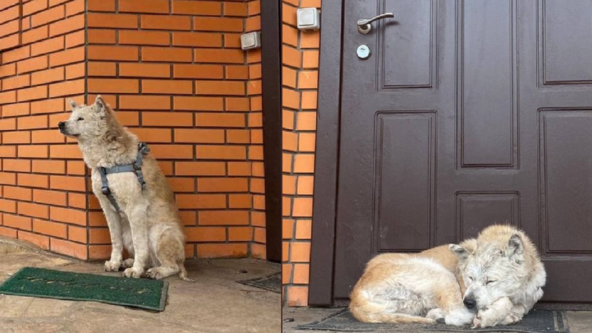 Pies trafił już do nowego domu, gdzie otrzymał opiekę.
