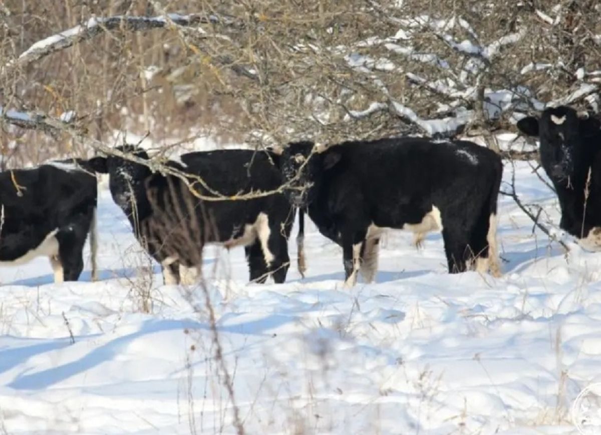 Czarnobylskie krowy przetrwają zimę? Nowe wieści o dzikim stadzie