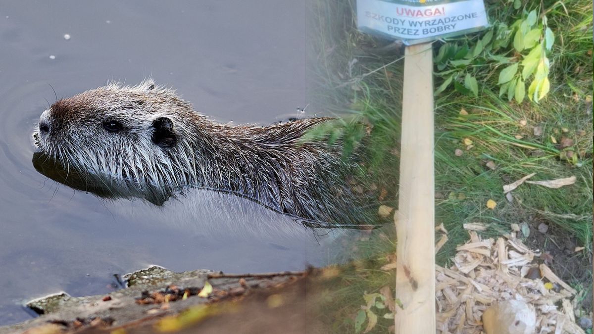 Ostrzegali przed bobrami. Te dobrały się do samego ostrzeżenia