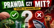 Quiz prawda czy mit ze znakiem zapytania i symbolami odpowiedzi