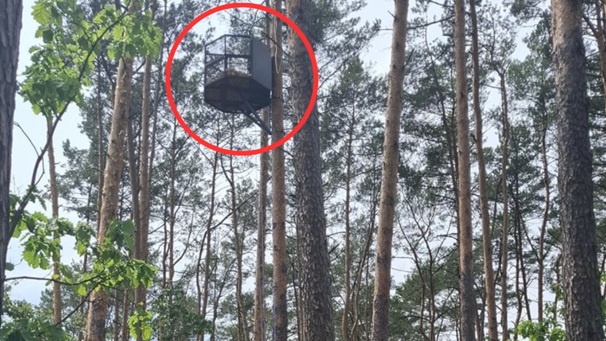 Chcą, aby sokół wędrowny wrócił do garwolińskich lasów.