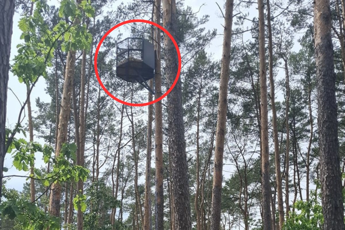 Chcą, aby sokół wędrowny wrócił do garwolińskich lasów.