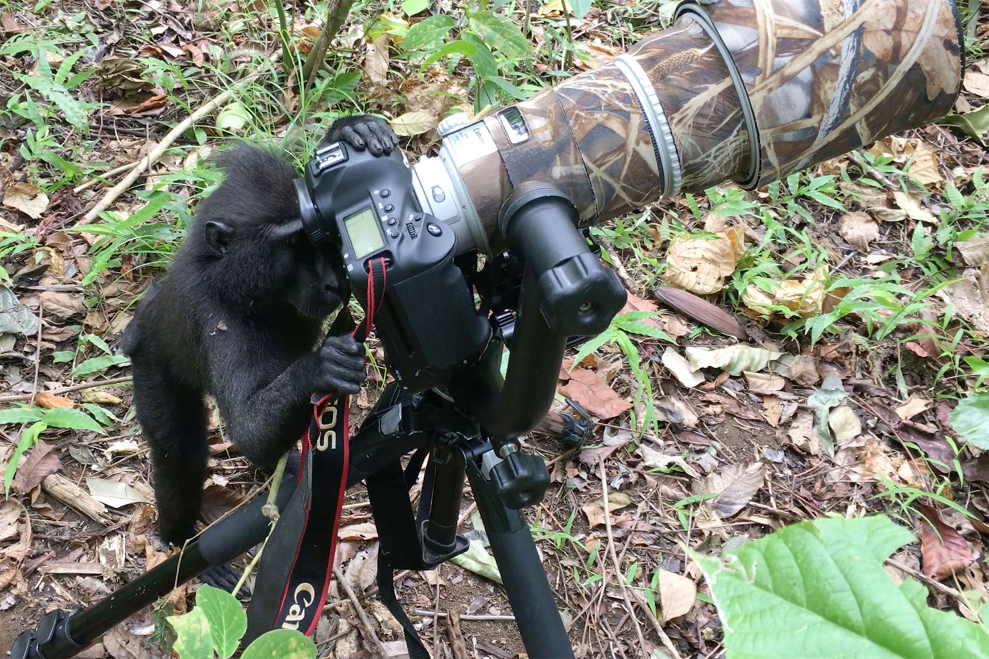 Makak za aparatem? Nawet małpa wie, do czego służy 3