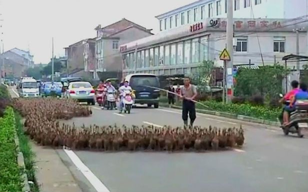 WTF dnia: farmer wyprowadza na spacer 5000 kaczek [wideo]