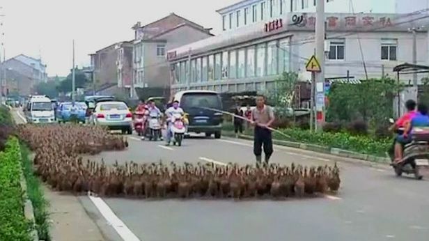 WTF dnia: farmer wyprowadza na spacer 5000 kaczek [wideo] 1