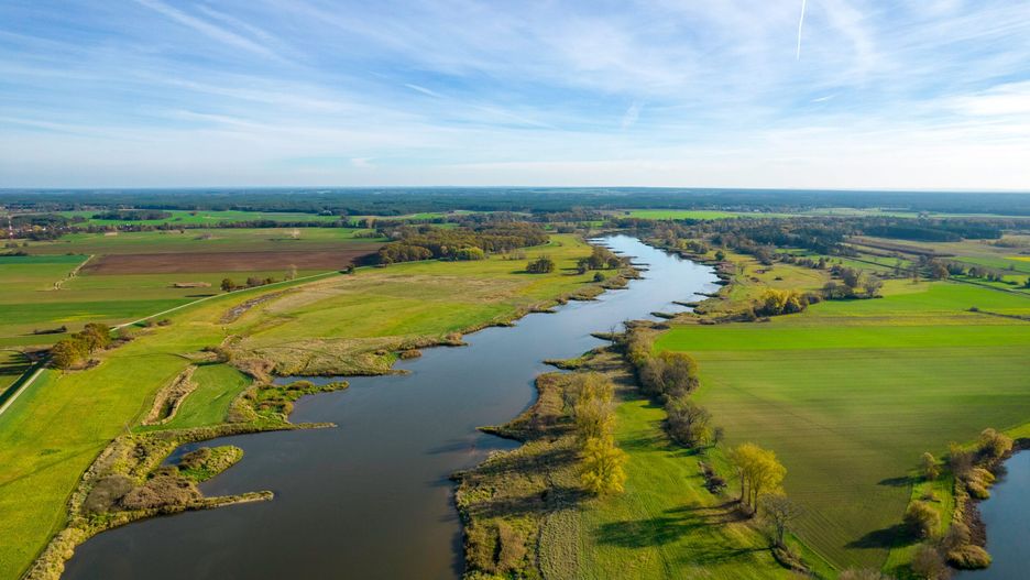 Złota alga, rzeka odra