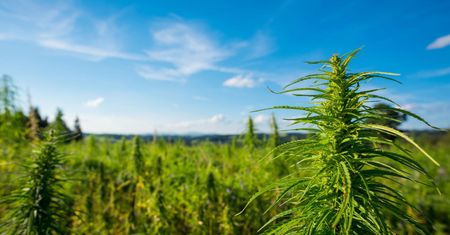 Czy marihuana to narkotyk?