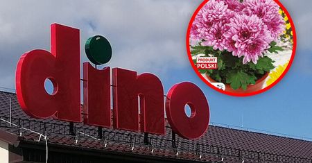 Polskie chryzantemy od 9,99 zł. Ruszyła promocja w Dino