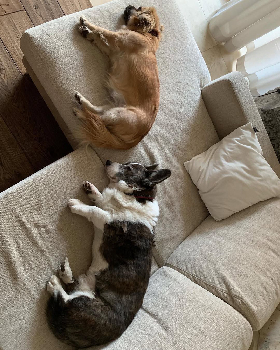 Pieski na kanapie u Foremniak