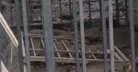 Szczury opanowały podwórko w centrum Warszawy. Mieszkanka pokazała nagranie