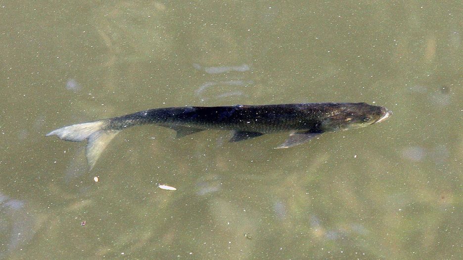 Posiedzenie Zarządu Okręgu Polskiego Związku Wędkarskiego w Słupsku. Stawki na 2026 rok i plany okręgu PZW