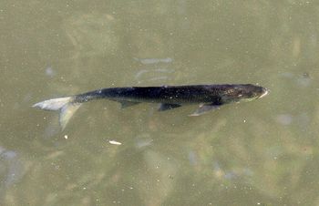 Słupsk: Posiedzenie Zarządu Okręgu Polskiego Związku Wędkarskiego. Stawki na 2026 rok i plany okręgu PZW