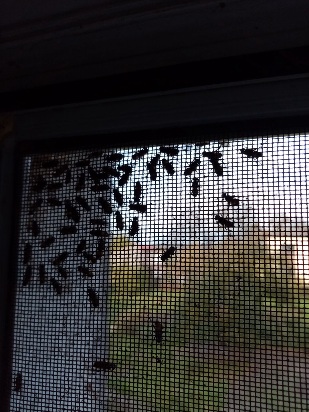 Muchy na jednym z domów w Mszczyczynie, położonych blisko fermy Wojciecha Biernackiego