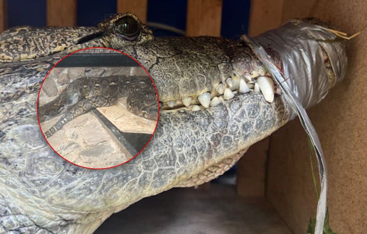 Illegal exotic animal breeding uncovered in German garden