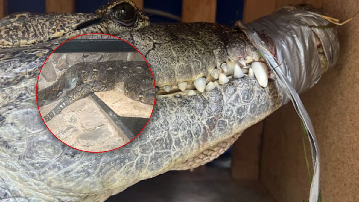 Niemiec trzymał krokodyla i 22 węże.