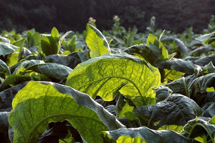 Plantatorzy tytoniu przyjadą do Warszawy! Rolnicy zapowiadają ogólnopolski protest