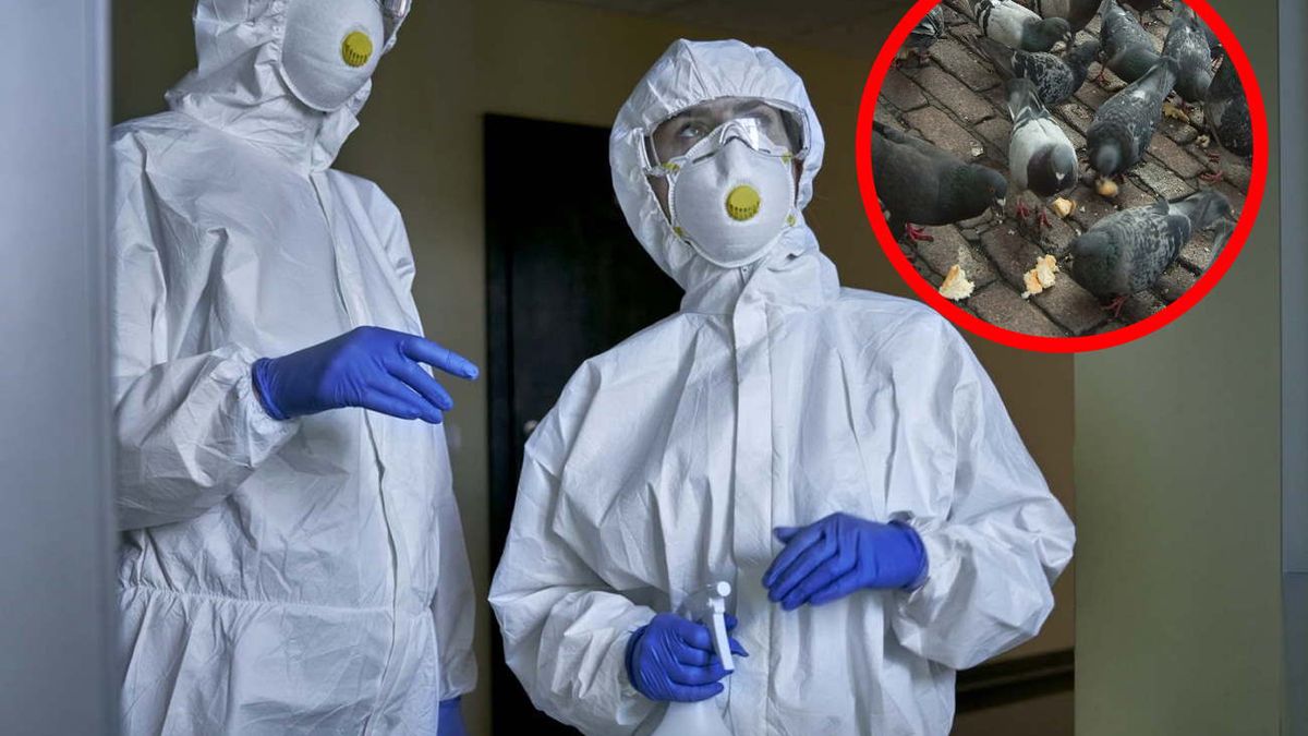 Pierwszy zgon z powodu ptasiej grypy H5N1 w USA