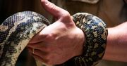 Pyton w mieszkaniu Australijki. "Myślałam, że umrę ze strachu"