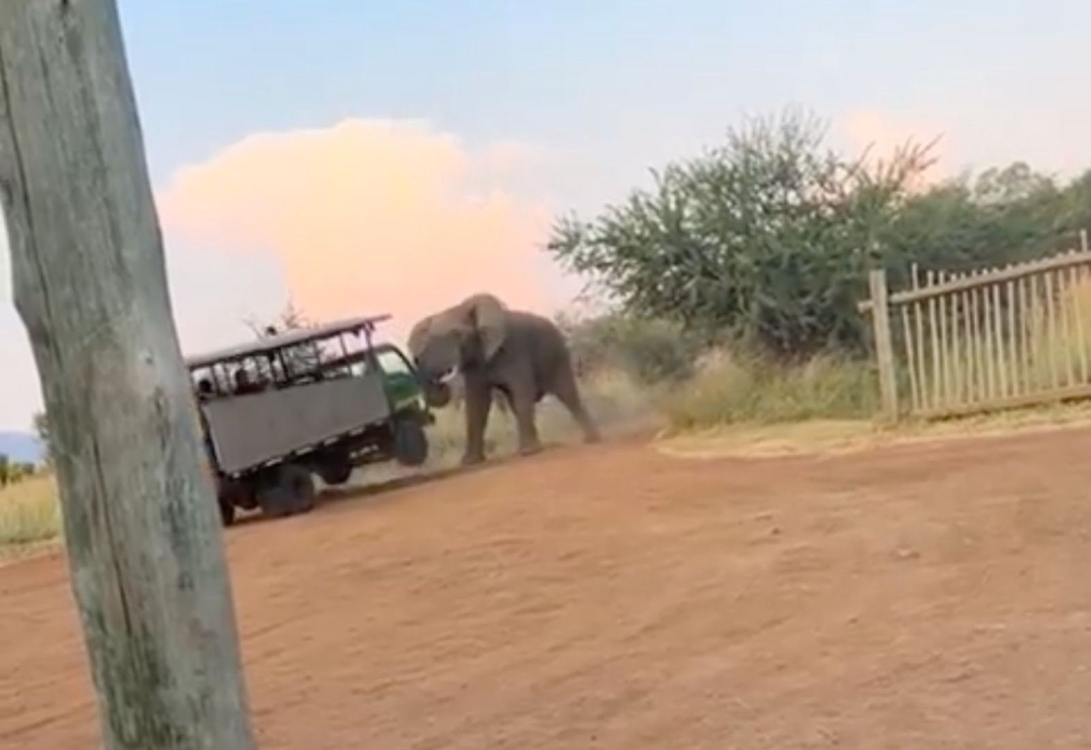 Słoń zaatakował samochód z turystami. Podniósł pojazd kłami. Jest nagranie