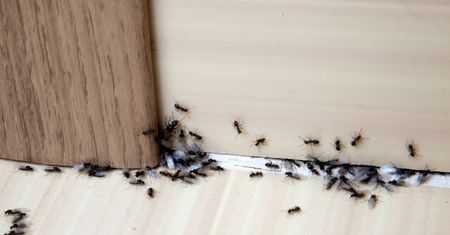 Rozsyp tę przyprawę. Mrówki wyniosą się w mig