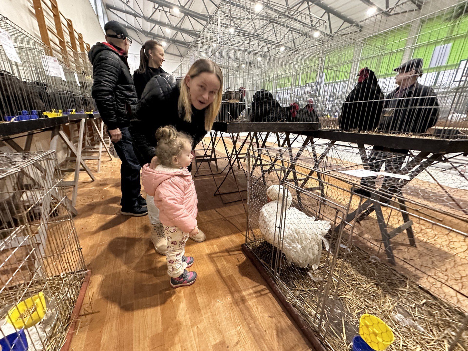 W klatkach zaprezentowano  ponad 560 żywych eksponatów, w tym 41 ras gołębi.