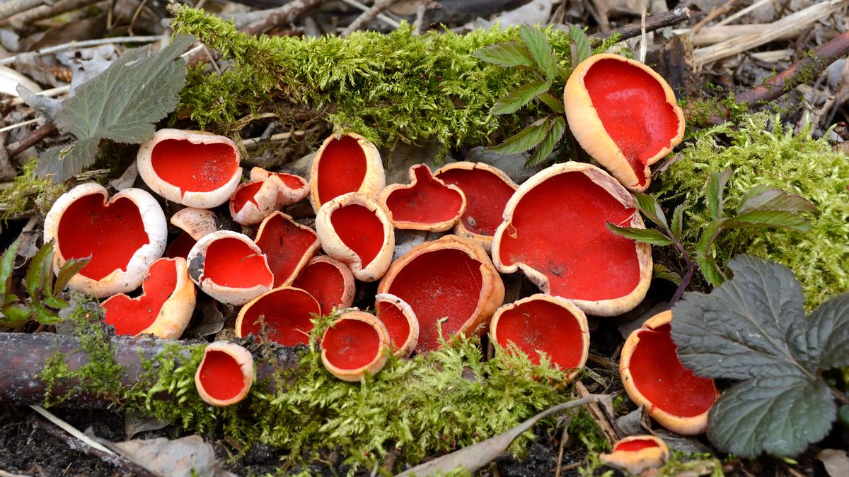 Czarka (sarcoscypha) to grzyb niezbyt popularny w Polsce