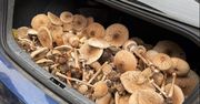 Zdjęcie z lasu. Bagażnik wypełniony grzybami