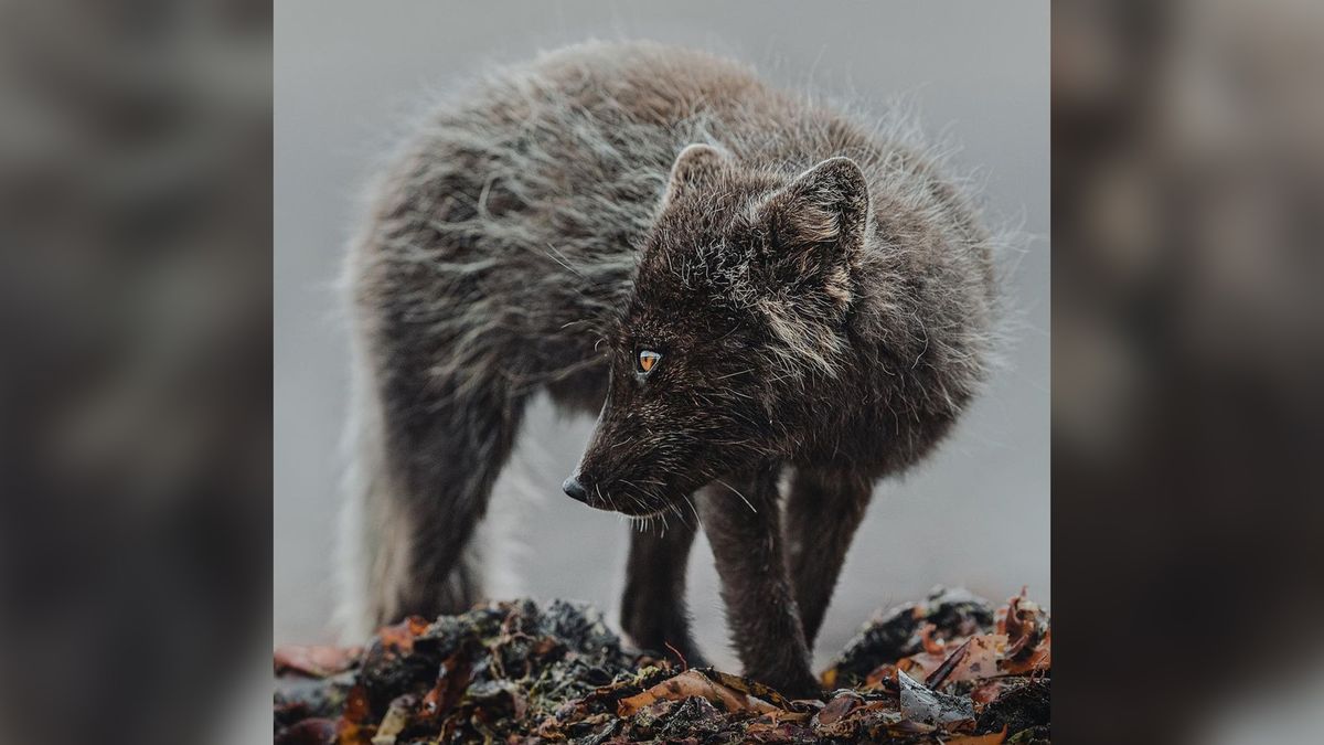 Lisy polarne jesienią mają futro o kolorze ciemnoszarym. Zimą stają się niemal kompletnie białe.